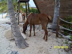 Grand Turk Island - A horse eating a coconut. No lie. 