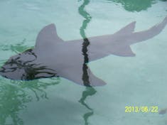 Charlotte Amalie, St. Thomas - A shark I swam with at Coral World.