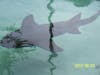 A shark I swam with at Coral World.