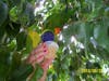Feeding the lorikeet at Coral World. It later pooped on me. LOL