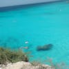 Clear waters of Curacao