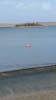 Flamingos in Bonaire.