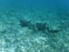 Belize Snorkling