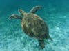 Belize Snorkling