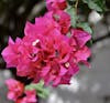 Beautiful flowers at the coffee plantation.