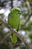 I think this is a yellow-fronted amazon that lived at the coffee plantation.