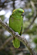 I think this is a yellow-fronted amazon that lived at the coffee plantation.