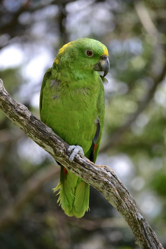 I think this is a yellow-fronted amazon that lived at the coffee plantation. - Island Princess