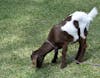 Goat lawnmowers at the coffee plantation.