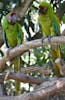 Macaw Sanctuary