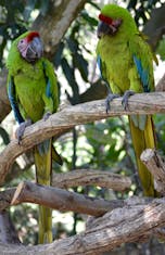 Macaw Sanctuary