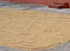 Coffee beans drying out after initial processing. Still considered "green".