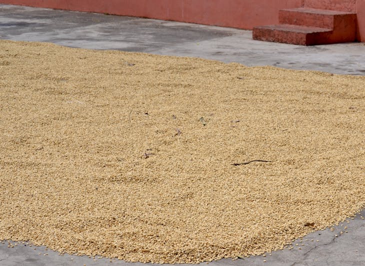 Coffee beans drying out after initial processing. Still considered "green". - Island Princess