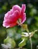 Beautiful flowers at the coffee plantation.