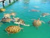 Green Turtle Farm