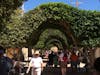 Tunnel of trees Loreto.