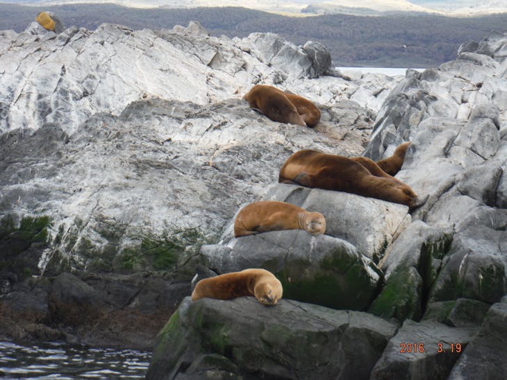 Ushuaia, Tierra Del Fuego, Argentina - Seals enjoying the sun