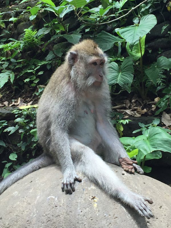 Monkey Forest, Bali, Indonesia. - Amsterdam