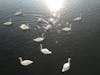 Swans outside our cabin in Strasbourg 