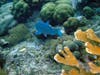 Coral reef (and inhabitants) Bonaire