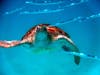 Barbadian sea turtle