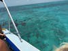 snorkeling w sharks & stingrays