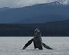 Whale in Juneau