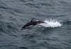 Dolphin swimming next to ship