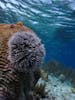 Abundant sea life in the reefs