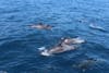 Dolphins right next to our boat on excursion