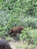 Young Bear in Yukon pass area