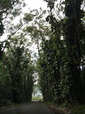 Nawiliwili, Kauai - Eucalyptus Tree Tunnel in Kaui