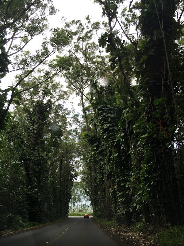 Nawiliwili, Kauai - Eucalyptus Tree Tunnel in Kaui