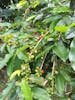 Coffee plant in Kona