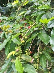 Nawiliwili, Kauai - Coffee plant in Kona