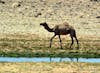 Camel in Salalah, Oman