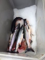 Salmon fishing Ketchikan 
