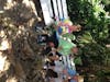 feeding the iguanas in Roatan on excursion