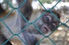 Monkey Zoo, Roatan