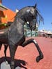 Horse in downtown Ensenada