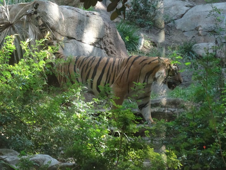 San Diego, California - Tiger