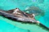 Stingray City in Cayman