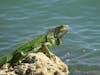 Iguana in Miami