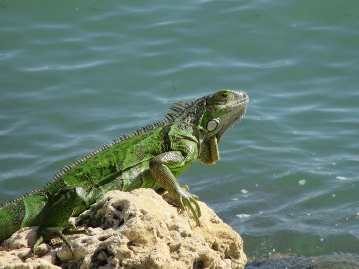 Miami, Florida - Iguana in Miami