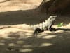 Huge lagarto at Xcaret Park