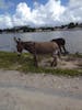 Wild Donkeys at Grand Turk