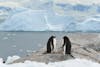 Gentoo Penguins talking