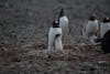 Gentoo Penguin & chick