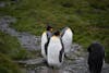 King Penguins