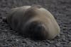 Elephant Seal